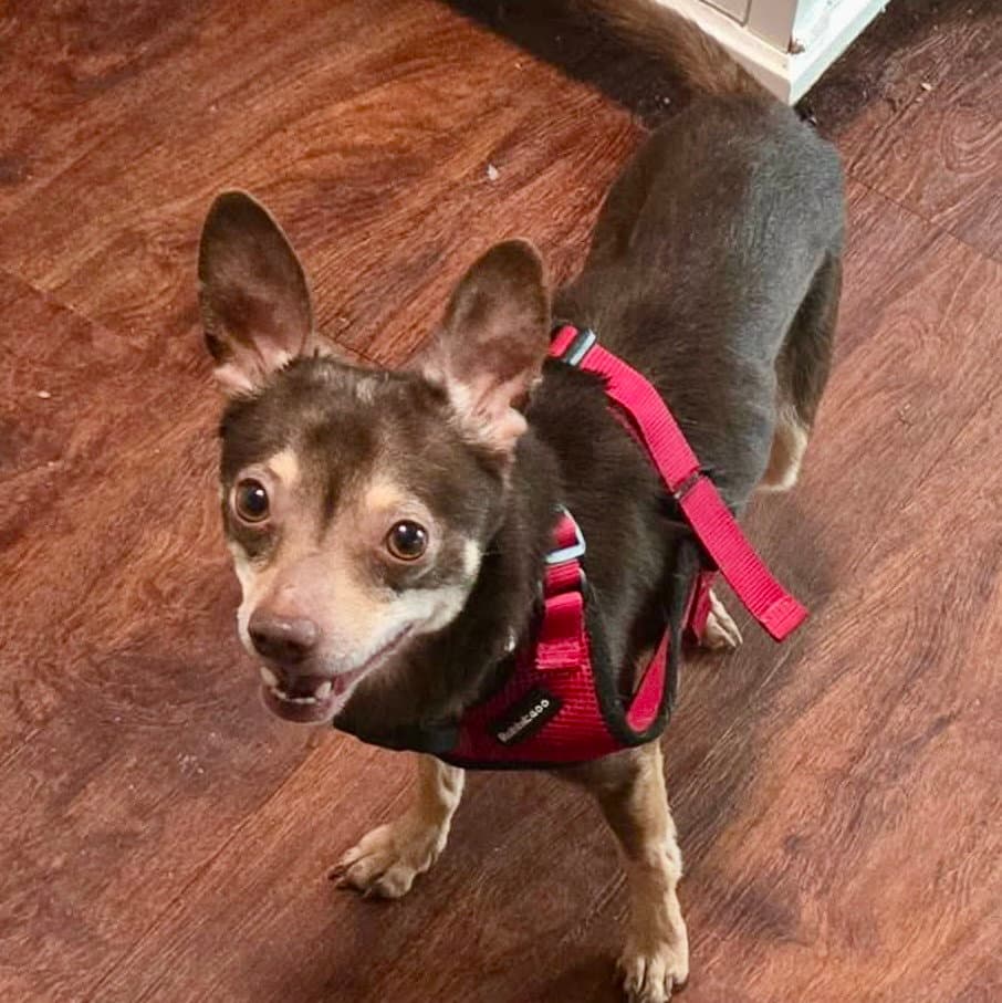 Civic - Miniature Pinscher