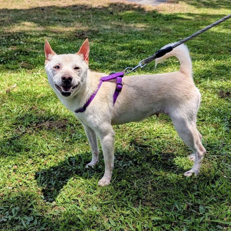 Chanel - Shiba Inu
