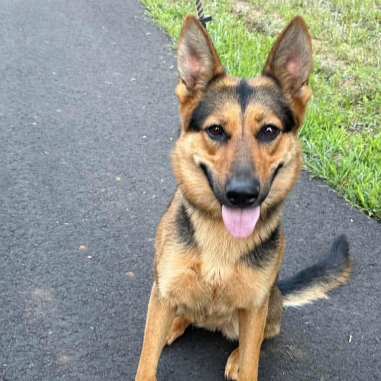 Ellie - German Shepherd Dog