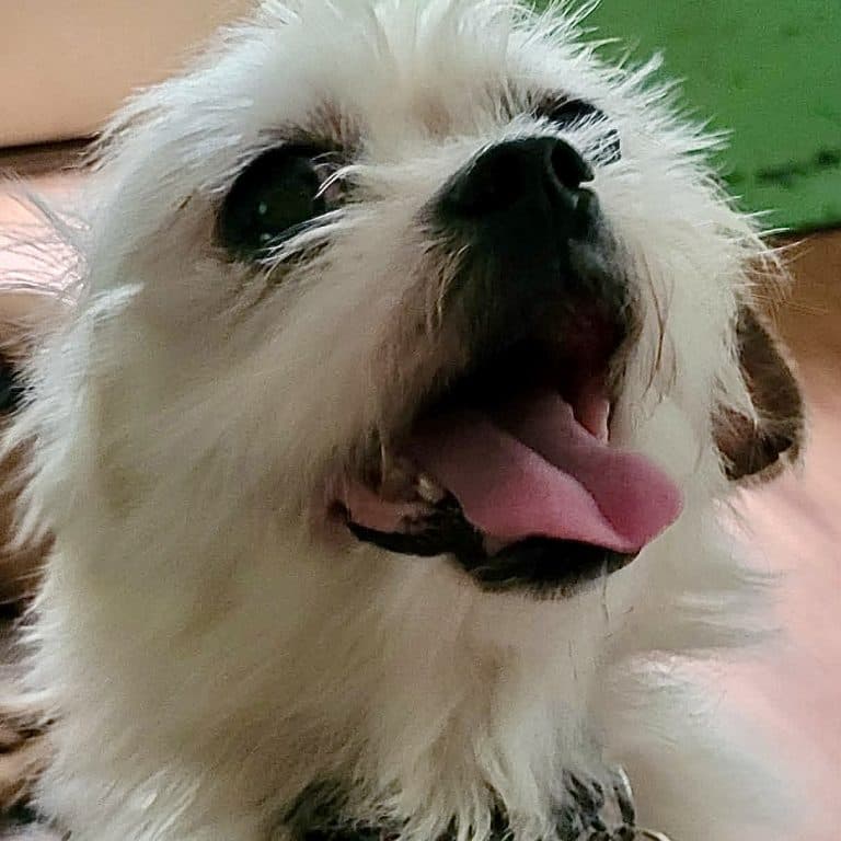 Romeo - Chihuahua