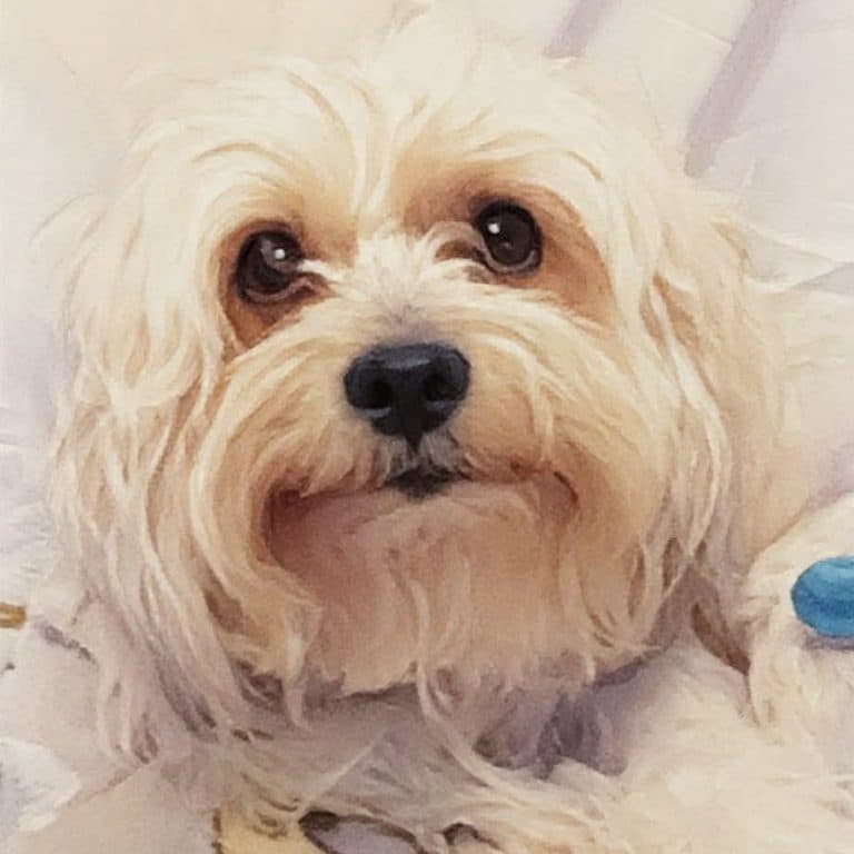 Connor - Maltese