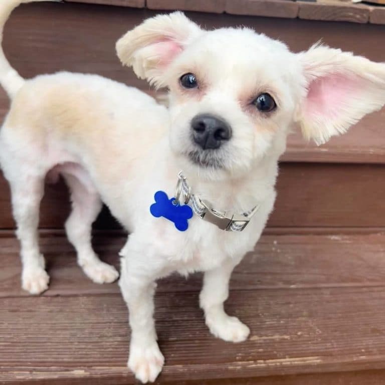 Walter - Maltese