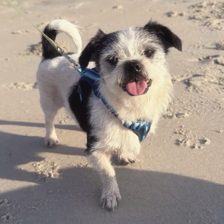 Roscoe - Terrier