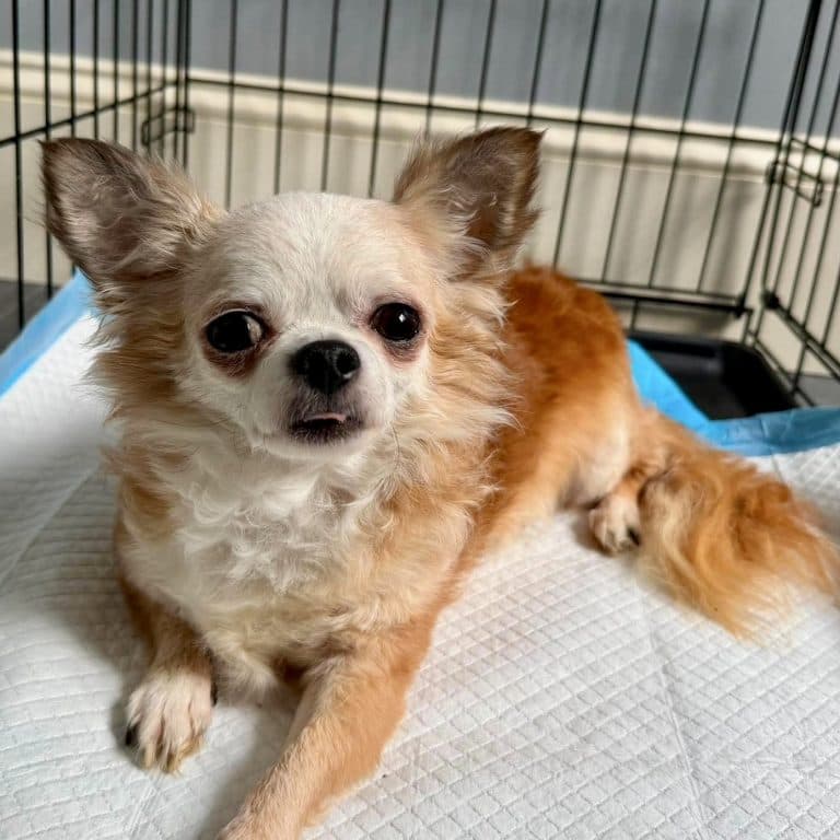 Shorty - Chihuahua