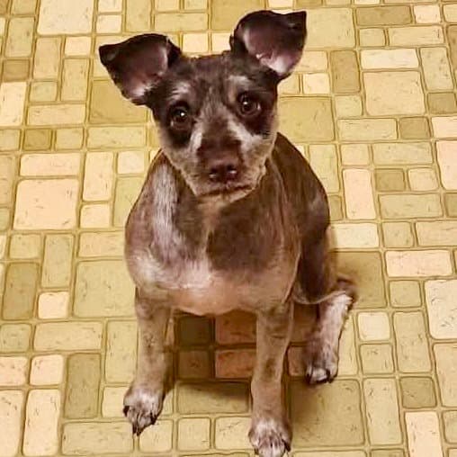 Bear - Miniature Schnauzer