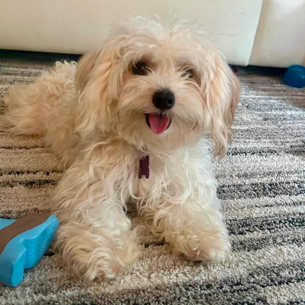 Bailey Bee - Maltese