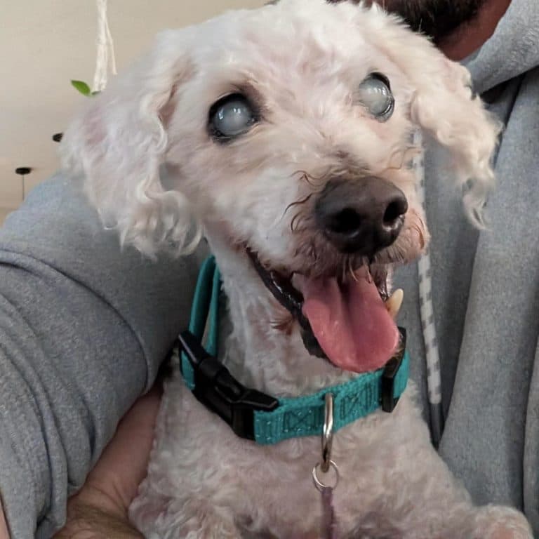 Marlin - Poodle (Miniature)