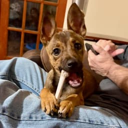 Cinnamon image 1