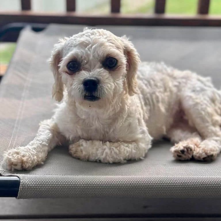 Skylar - Maltese