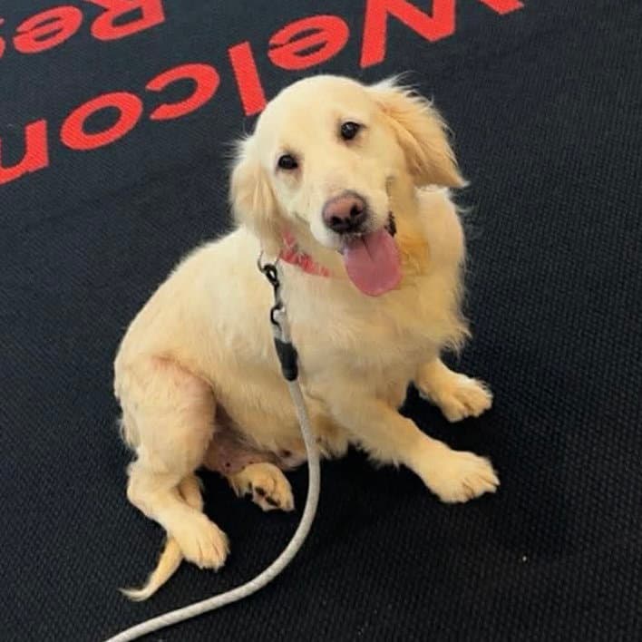 Melbourne - Golden Retriever