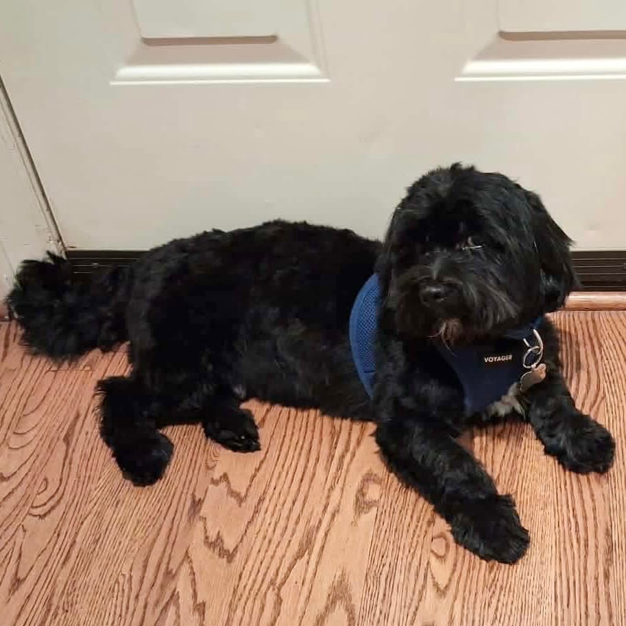 Ashton - Lhasa Apso