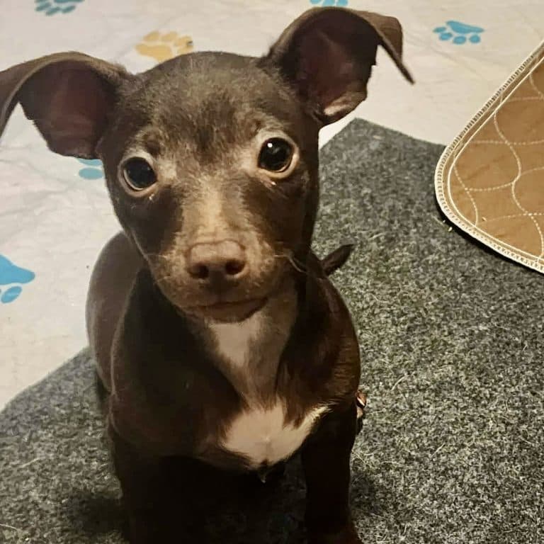 Ollie - Chihuahua