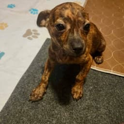 Ozzie image 3