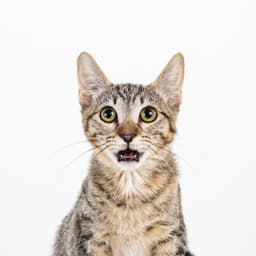 Cleocatra Bonded With Bubbles image 4