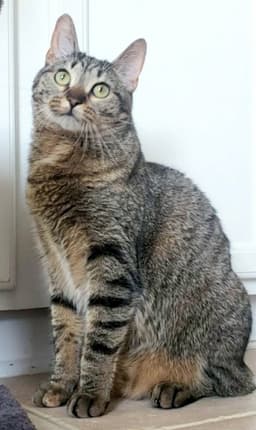 Cleocatra Bonded With Bubbles image 1