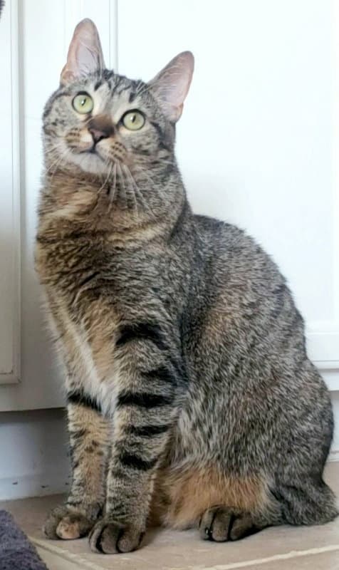 Cleocatra Bonded With Bubbles - Domestic Short Hair