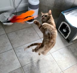 Bubbles Bonded With Cleocatra image 2