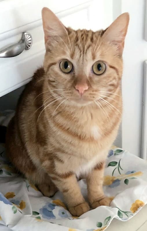 Bubbles Bonded With Cleocatra - Domestic Short Hair