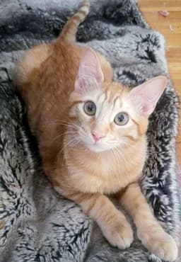 Ginger Boy The-Sweetest image 1