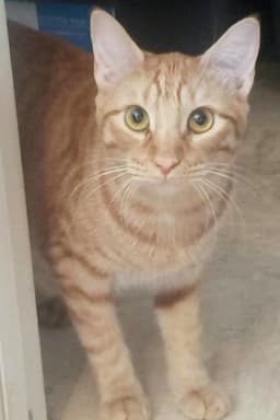 Ginger Boy The-Sweetest image 4