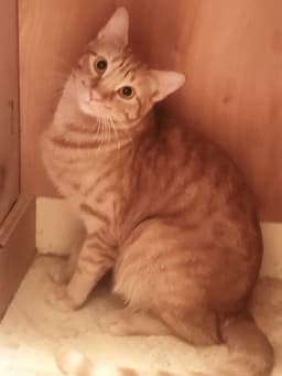 Ginger Boy The-Sweetest image 3