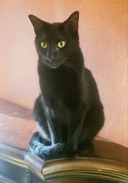 Milo image 3