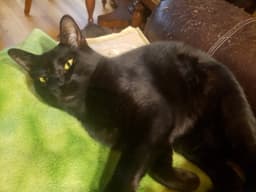 Milo image 4
