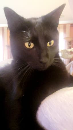 Milo image 2