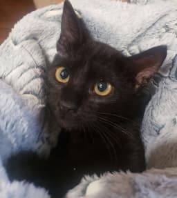 Gretel Cute-Mini-Panther image 3