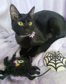 Gretel Cute-Mini-Panther image 2