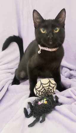 Gretel Cute-Mini-Panther image 4
