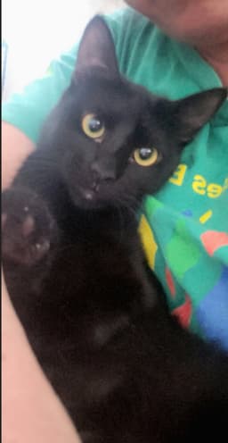 Gretel Cute-Mini-Panther image 1