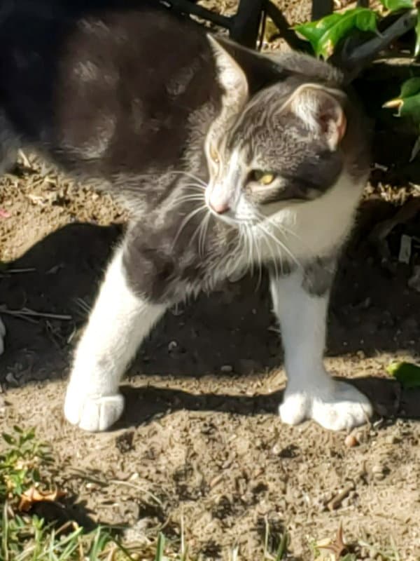 Gina Polydactyl-Princess - Domestic Short Hair
