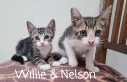 Willie image 1
