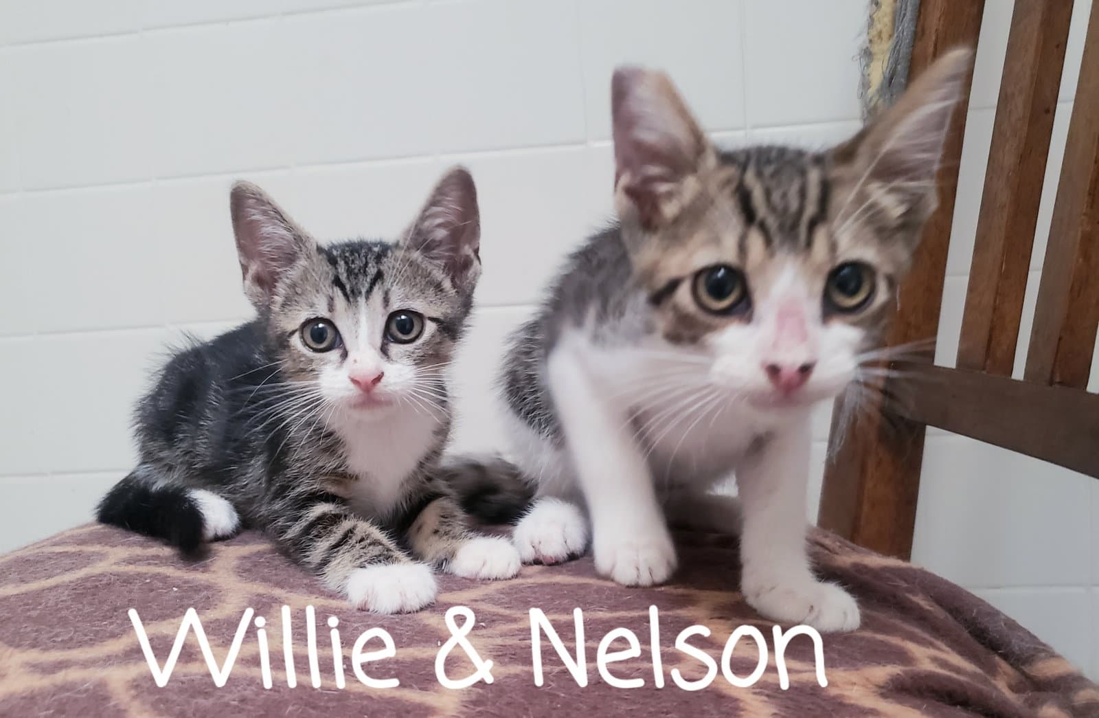 Nelson - Domestic Short Hair