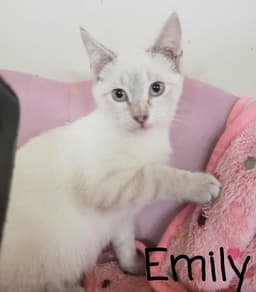 Emily image 1