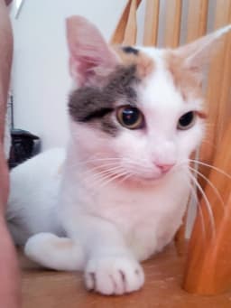 Julieta image 1