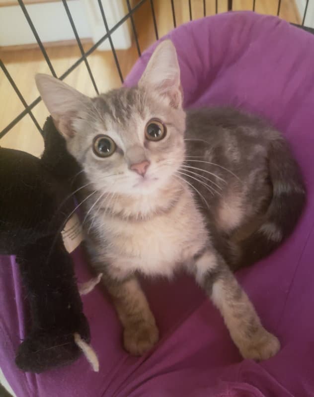 Penny - American Shorthair