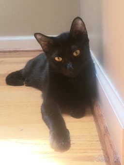 Olivia image 1