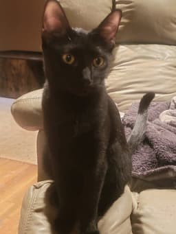 Olivia image 2