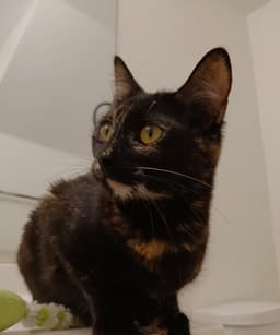 Cherie image 1
