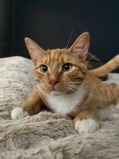 Hobbs - Domestic Short Hair