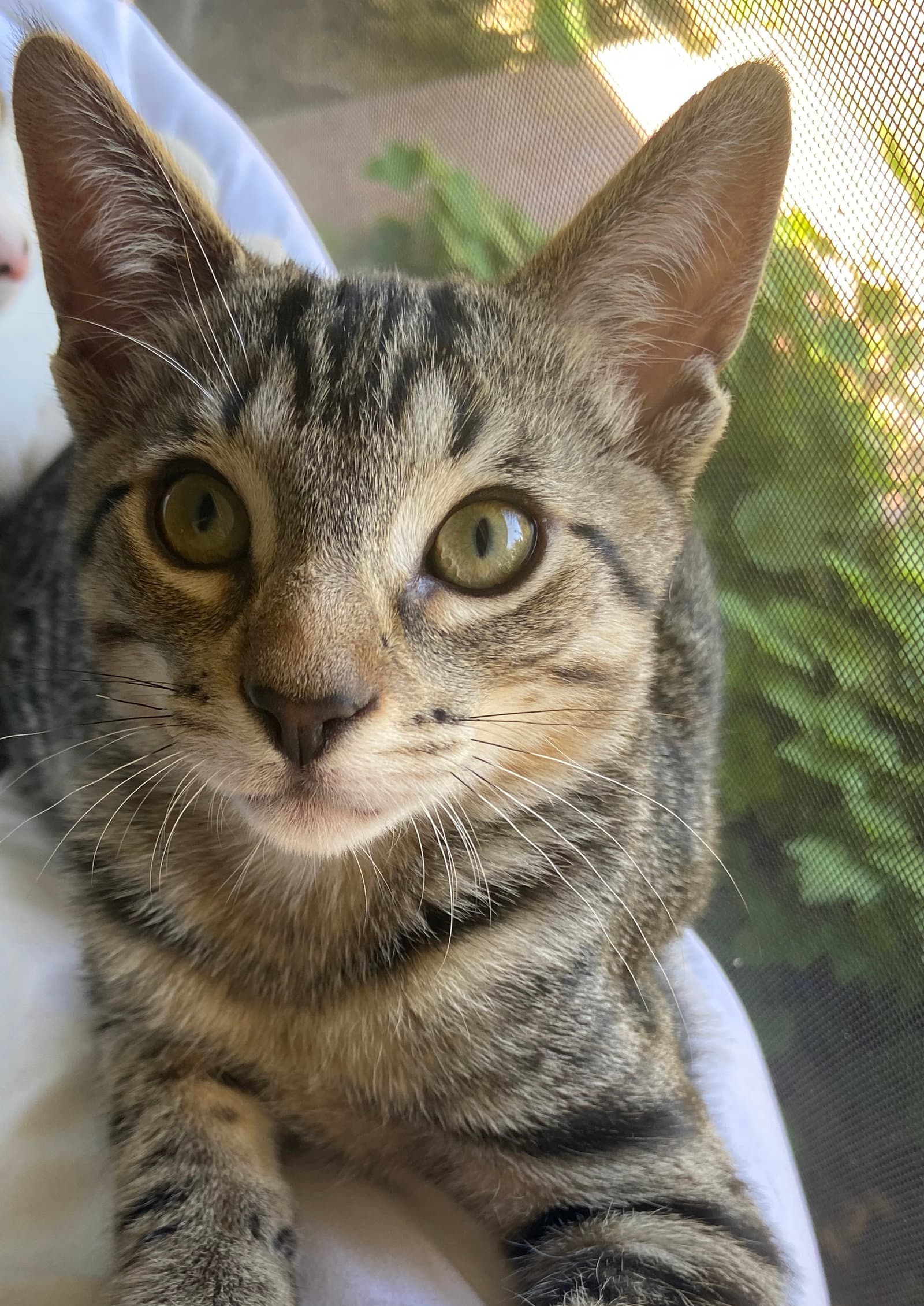 Texas - Domestic Short Hair