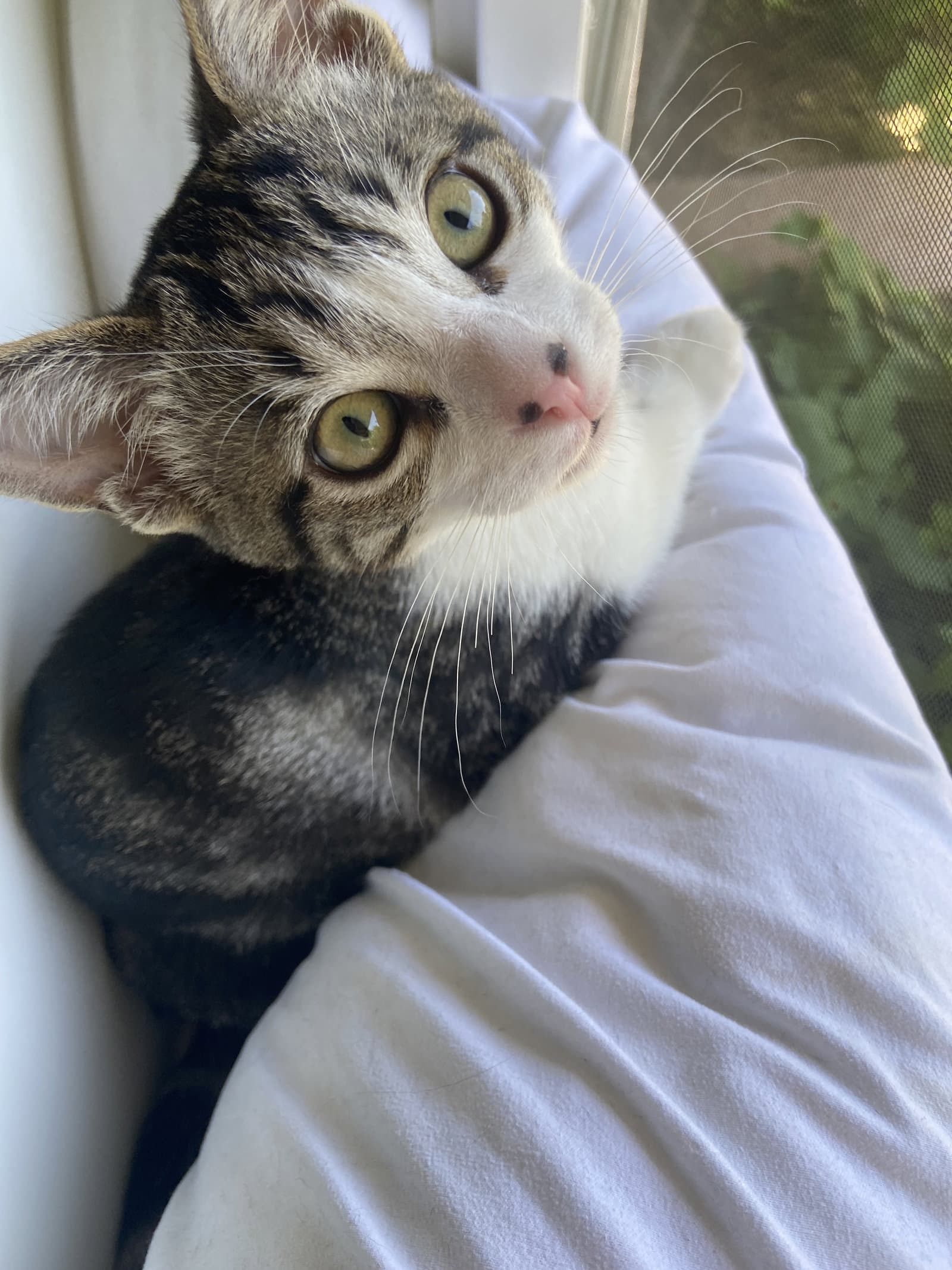 Indiana - Domestic Short Hair