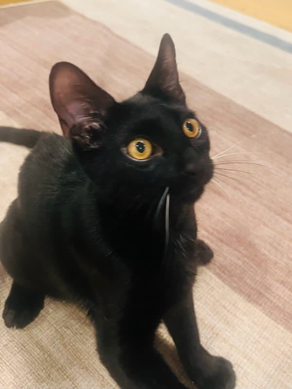 Elvis Purressley - Domestic Short Hair