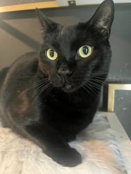 Otis image 1