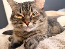 Evelyn Aka Popple image 1