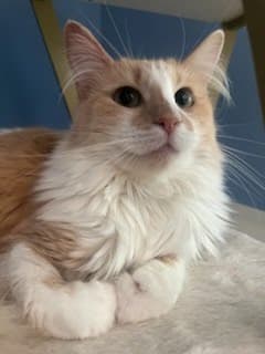 Taylor Swift - Domestic Medium Hair