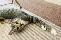 Andrew Mewcarthy image 2