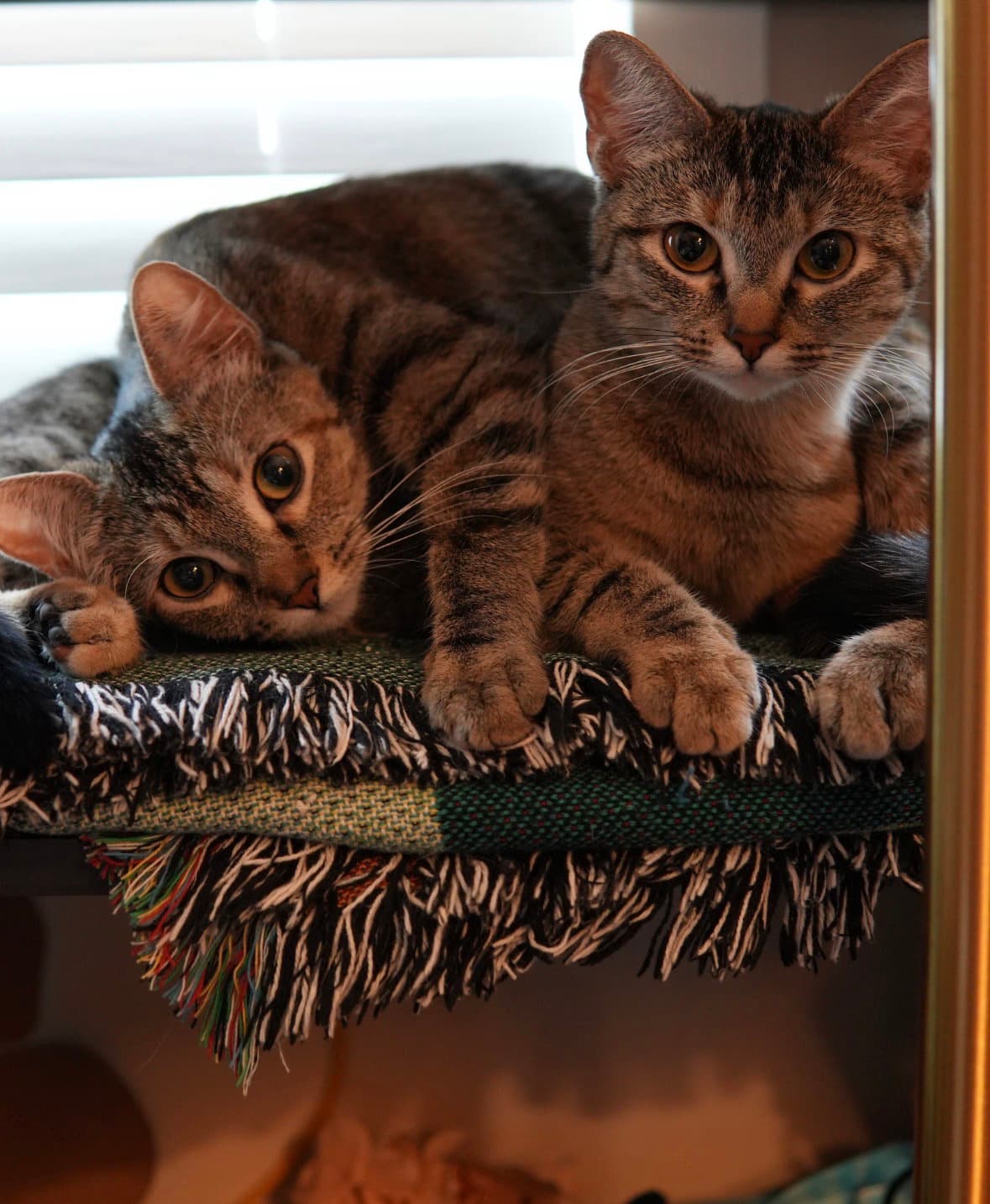 Thelma And Louise - Domestic Short Hair